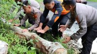 Cegah Terjadinya Kecelakaan, Polisi Lampung Barat Singkirkan Pohon Tumbang