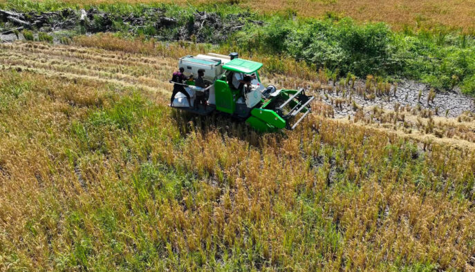 cetak sawah 2